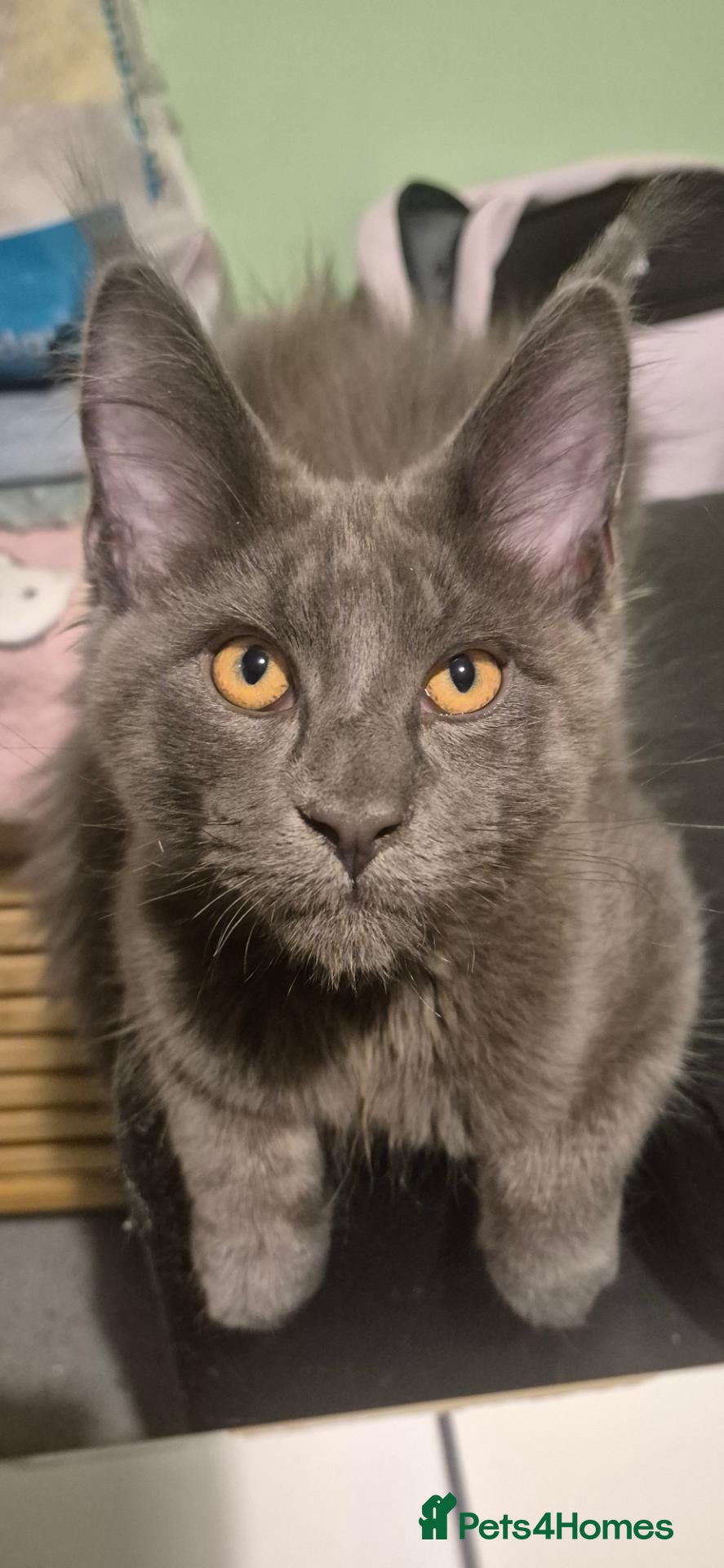 Maine Coon cats Paradaiseforyou Maine Coon Boys AVAILABLE (Large) - Advert 2