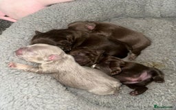 French Bulldog dogs for stud: Visual fluffy Choc Rojo and Isabella  in London - Image 8