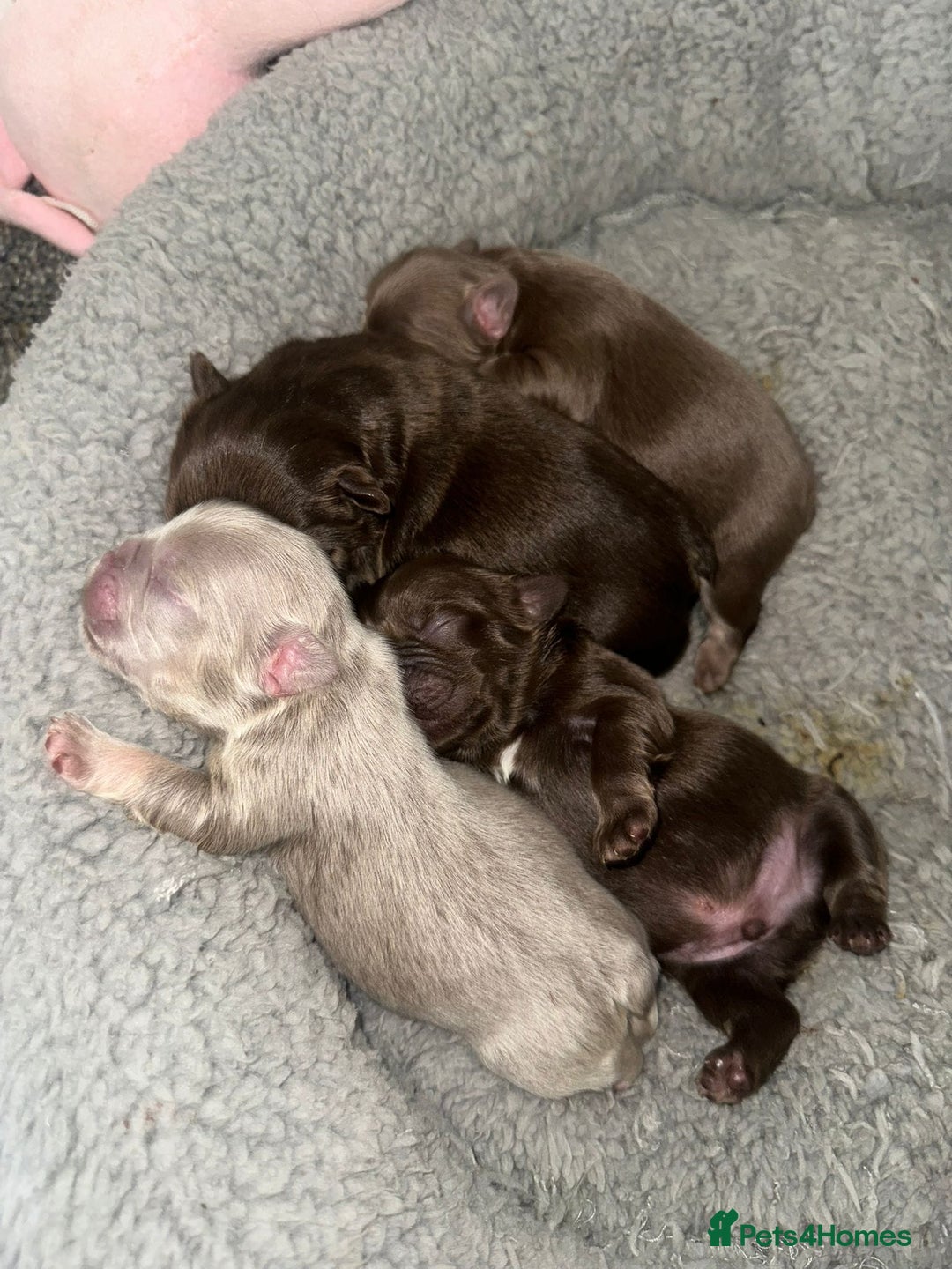 French Bulldog dogs for stud: Visual fluffy Choc Rojo and Isabella  in London - Image 8