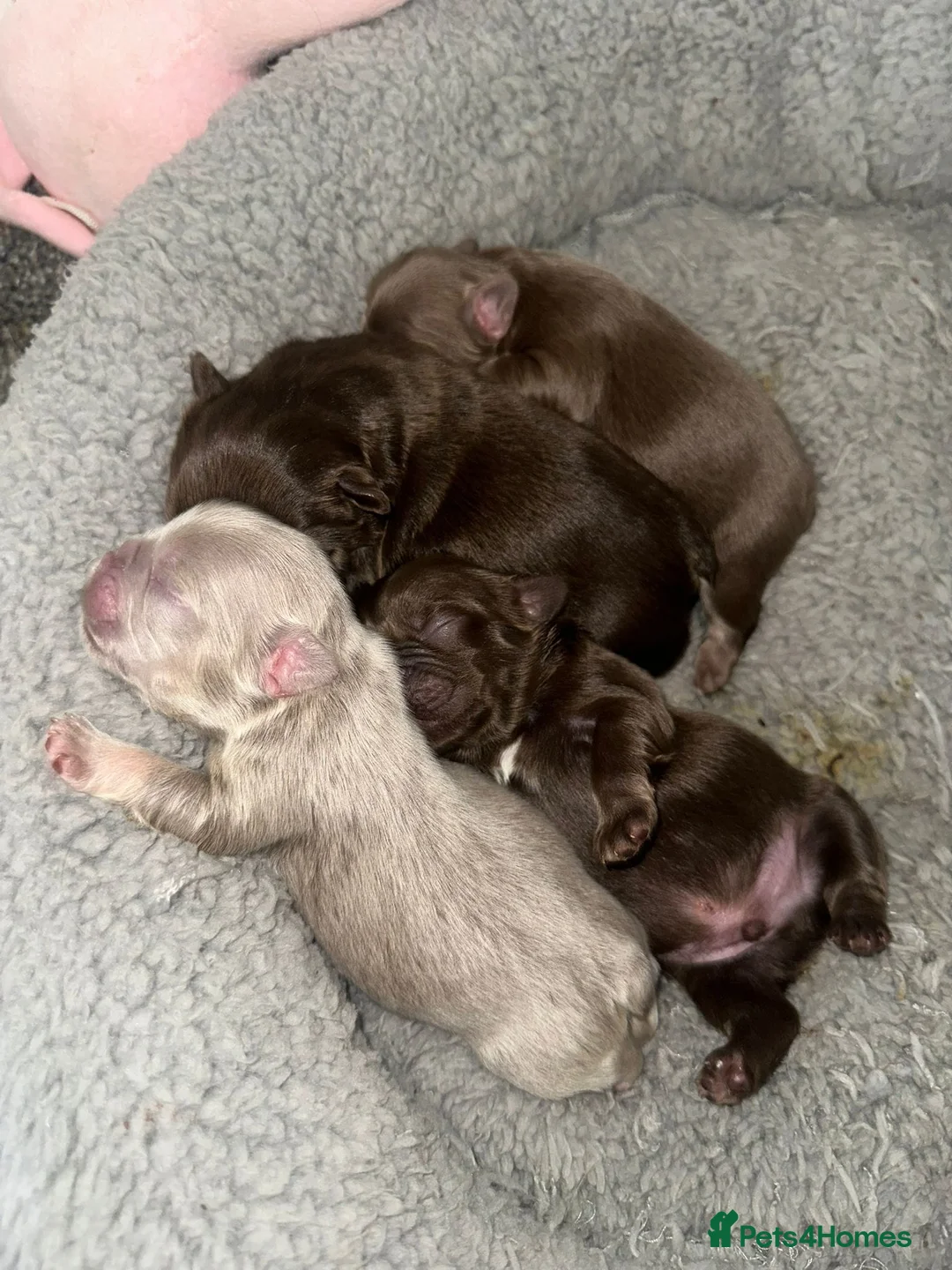 French Bulldog dogs for stud: Visual fluffy Choc Rojo and Isabella  in London - Advert 8