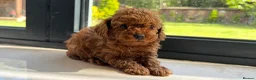 Toy Poodle dogs for sale: Gorgeous toy poodle x Asian toy poodle DNA tested - Advert 3