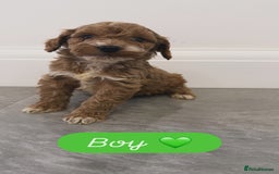 Cockapoo dogs for sale: Cockapoo puppies looking for homes 🏠  - Image 5