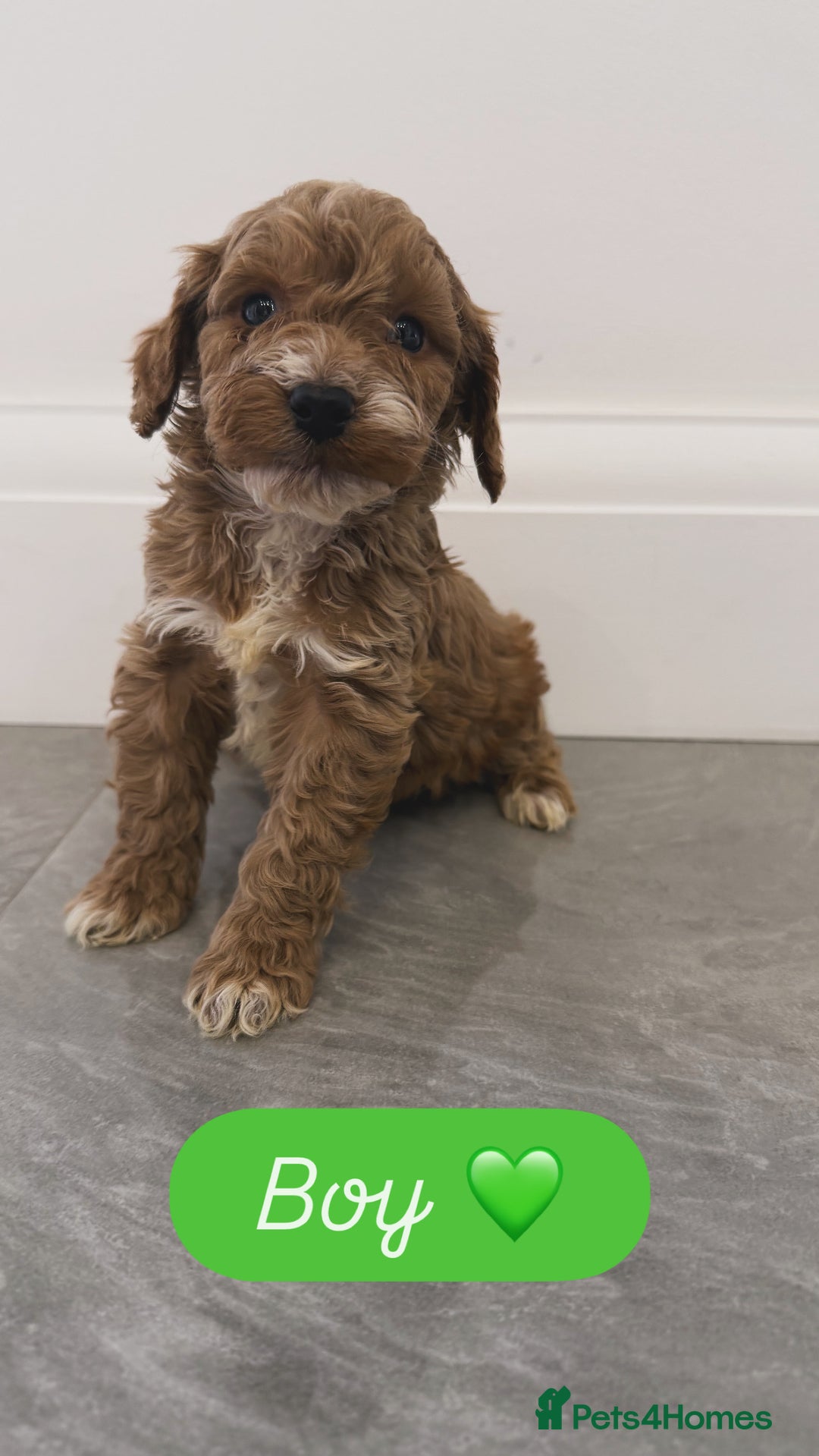 Cockapoo dogs for sale: Cockapoo puppies looking for homes 🏠  - Image 5