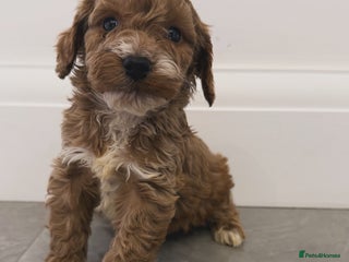 Cockapoo dogs - Advert 6