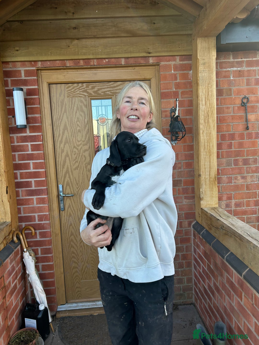 Pointer dogs for sale:  Black bitch available. - Advert 16