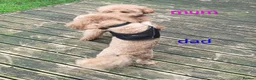 Toy Poodle dogs for sale: Toy Poodle  in Middlesbrough - Advert 6