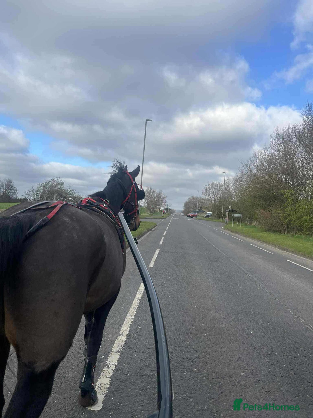 Trotter horses for sale: Rockets magic  - Advert 6