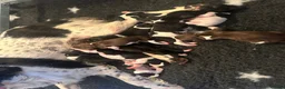 English Springer Spaniel dogs for stud: Heavily marked B&W FULLY HEALTH TESTED ESS - Advert 3