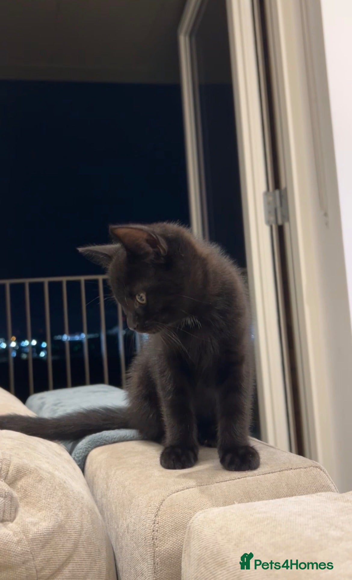 Mixed Breed cats British Shorthair Cross Kittens - 8 Weeks - Advert 2