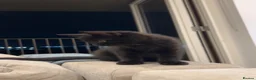 Mixed Breed cats for sale: British Shorthair Cross Kittens - 8 Weeks - Advert 1