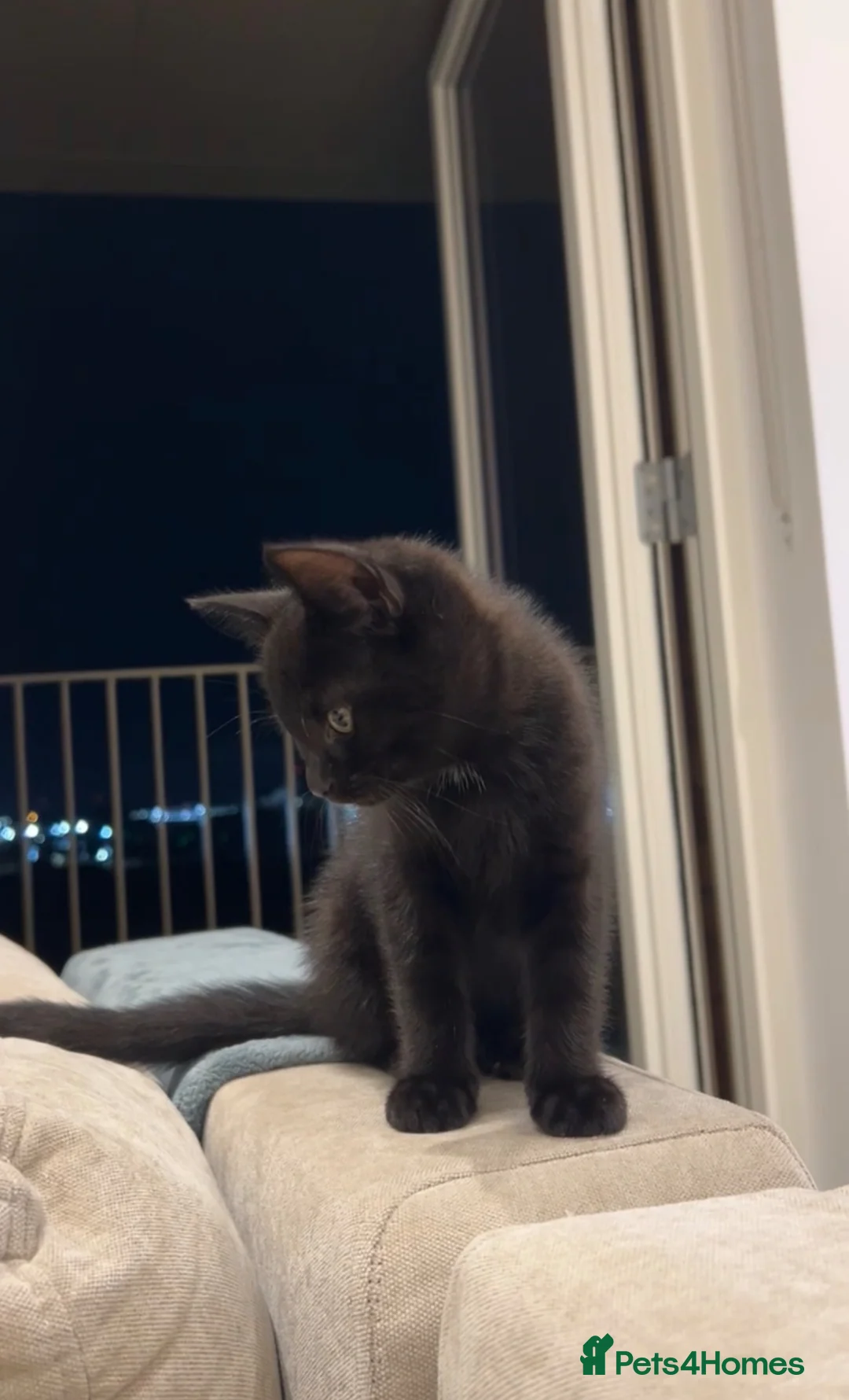 Mixed Breed cats for sale: British Shorthair Cross Kittens - 8 Weeks - Advert 1