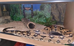 Boa Snake reptiles for sale: Male boa with 6ft viv - Image 2