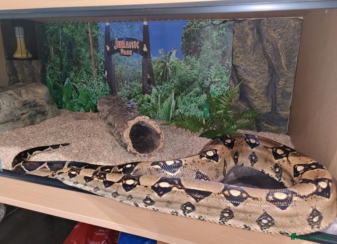 Boa Snake reptiles for sale: Male boa with 6ft viv - Image 2