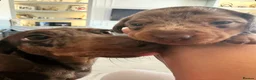 Miniature Dachshund dogs for sale: KC reg stunning cream & blue dapple puppies  - Advert 12