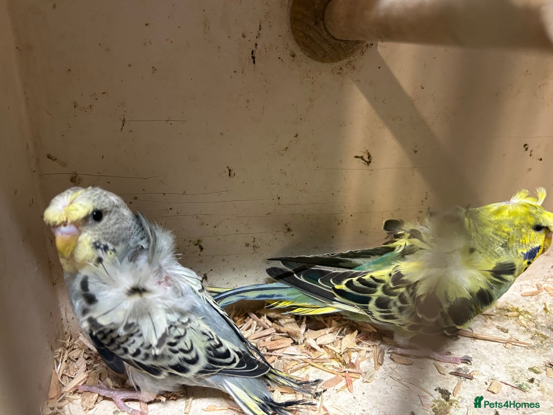 Budgerigars birds for sale: Black Wings and Hagoromo Budgies for Sale - Image 8