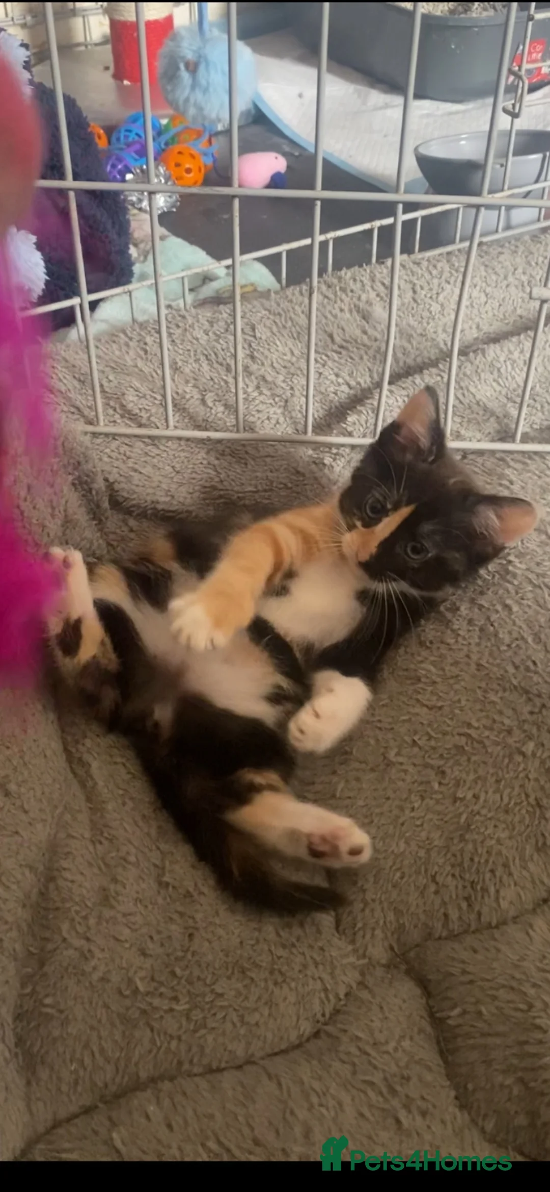 Mixed Breed cats for sale: Stunning female Kitten  - Advert 2