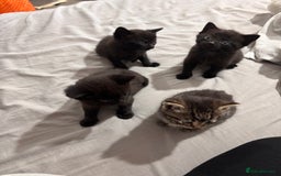 British Shorthair cats for sale: 3 black and 1 tabby looking for a home - Image 6