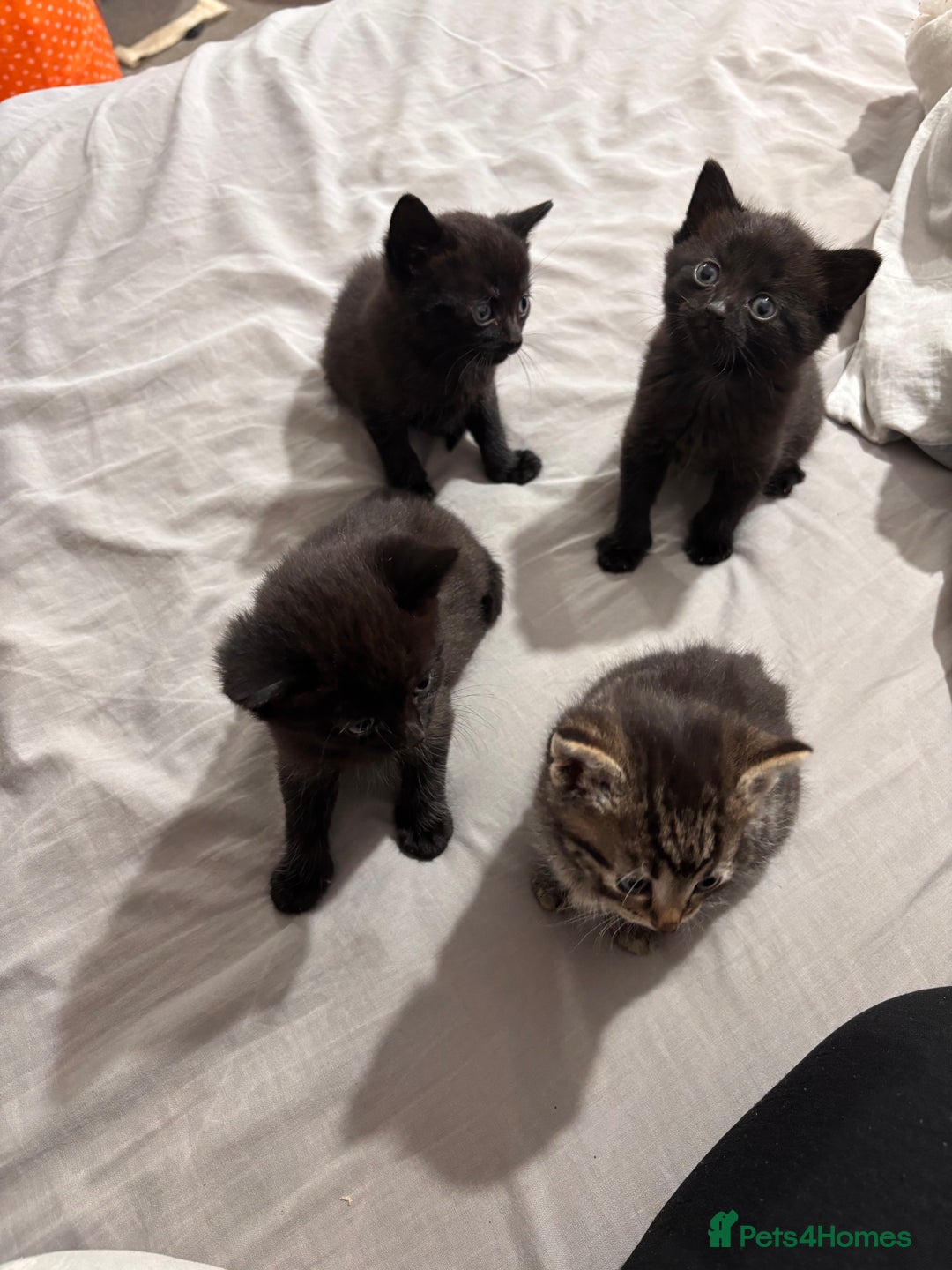 British Shorthair cats for sale: 3 black and 1 tabby looking for a home - Image 6