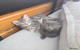 Mixed Breed cats for sale: Kittens  - Image 4
