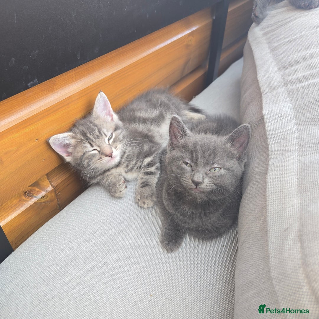 Mixed Breed cats for sale: Kittens  - Image 4