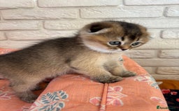 Scottish Fold cats for sale: Scottish fold pedigree kittens - Image 3