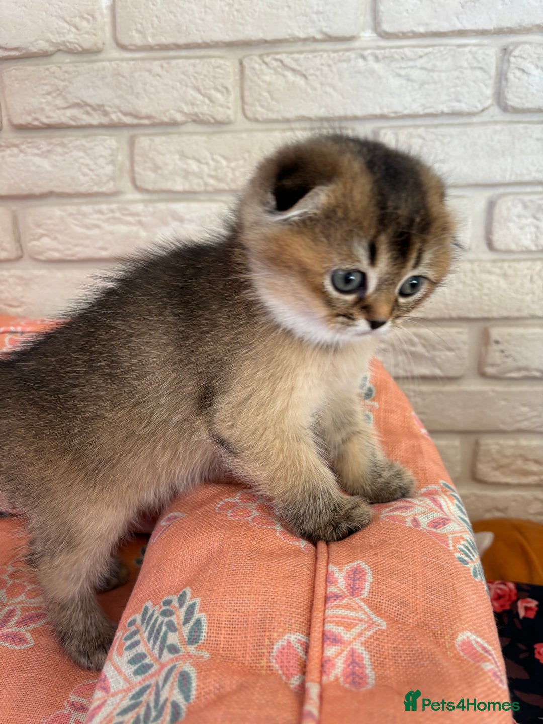 Scottish Fold cats for sale: Scottish fold pedigree kittens - Image 3