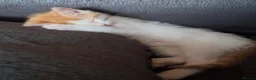 British Shorthair cats for sale: 6 beautiful kittens  in Tipton - Advert 26