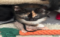 Mixed Breed cats for sale: Mixed breed kittens  - Image 23