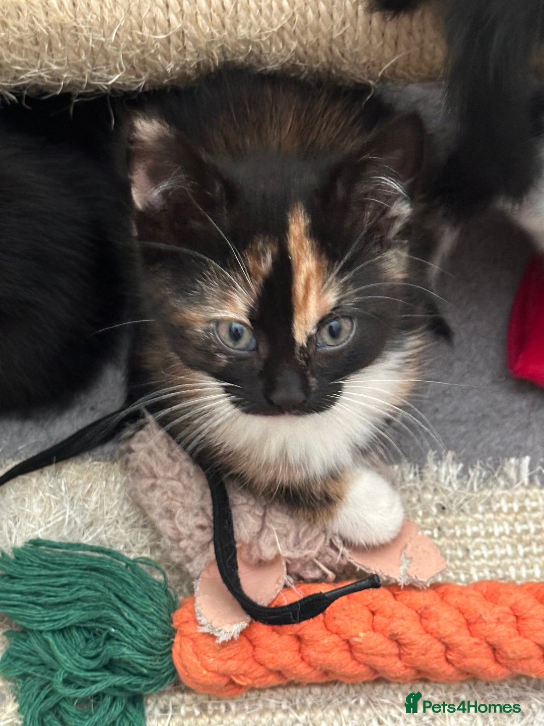 Mixed Breed cats for sale: Mixed breed kittens  - Image 23