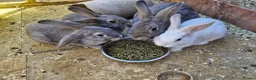 Mixed Breed rabbits for sale: 3 bucks lefts 2 grey one white.  - Advert 1