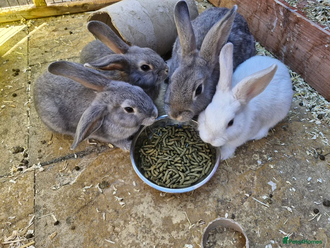 Mixed Breed rabbits for sale: 3 bucks lefts 2 grey one white.  - Advert 1