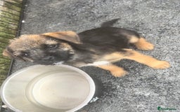 Border Terrier dogs for sale: Border Terrier puppies - Image 3