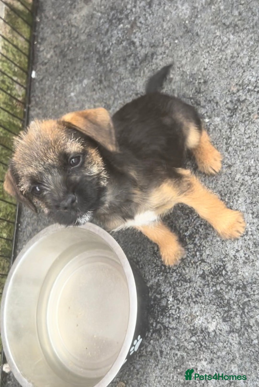 Border Terrier dogs for sale: Border Terrier puppies - Image 3