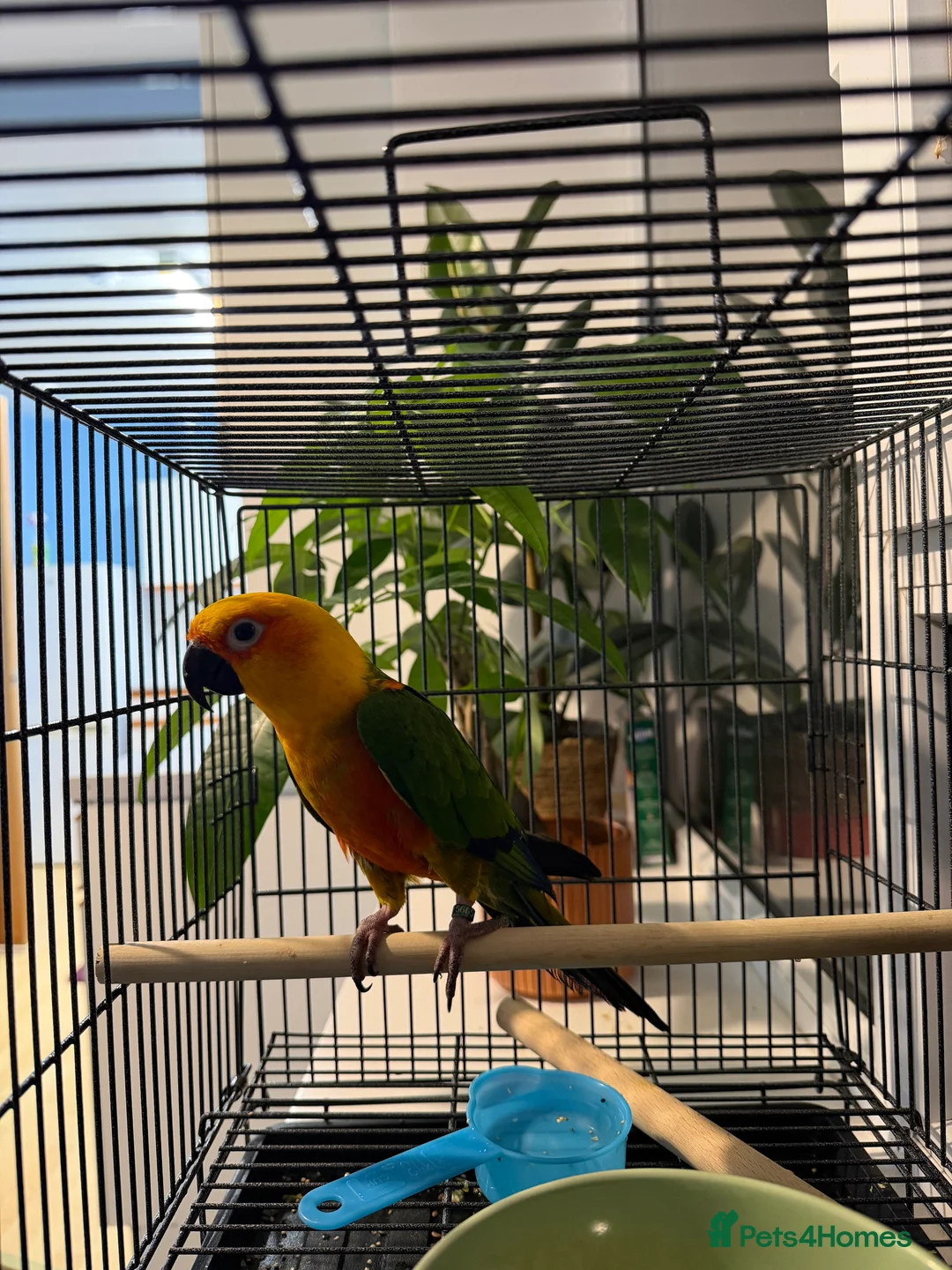 Parrots birds for sale: Sun conure - Advert 3