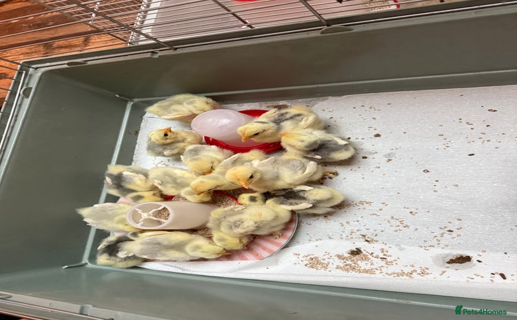 Chickens poultry - Advert 1