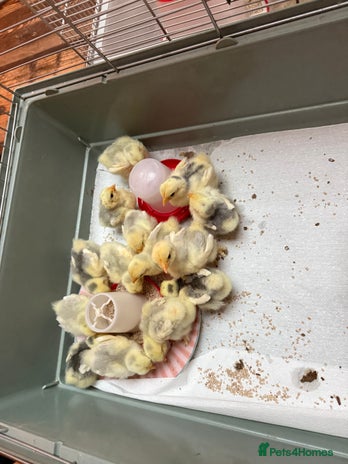 Chickens poultry - Advert 1