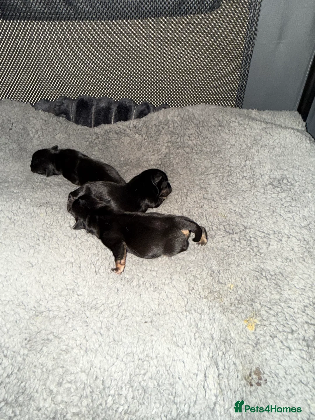 Chorkie dogs for sale: Gorgeous Chorkie girls  - Advert 1