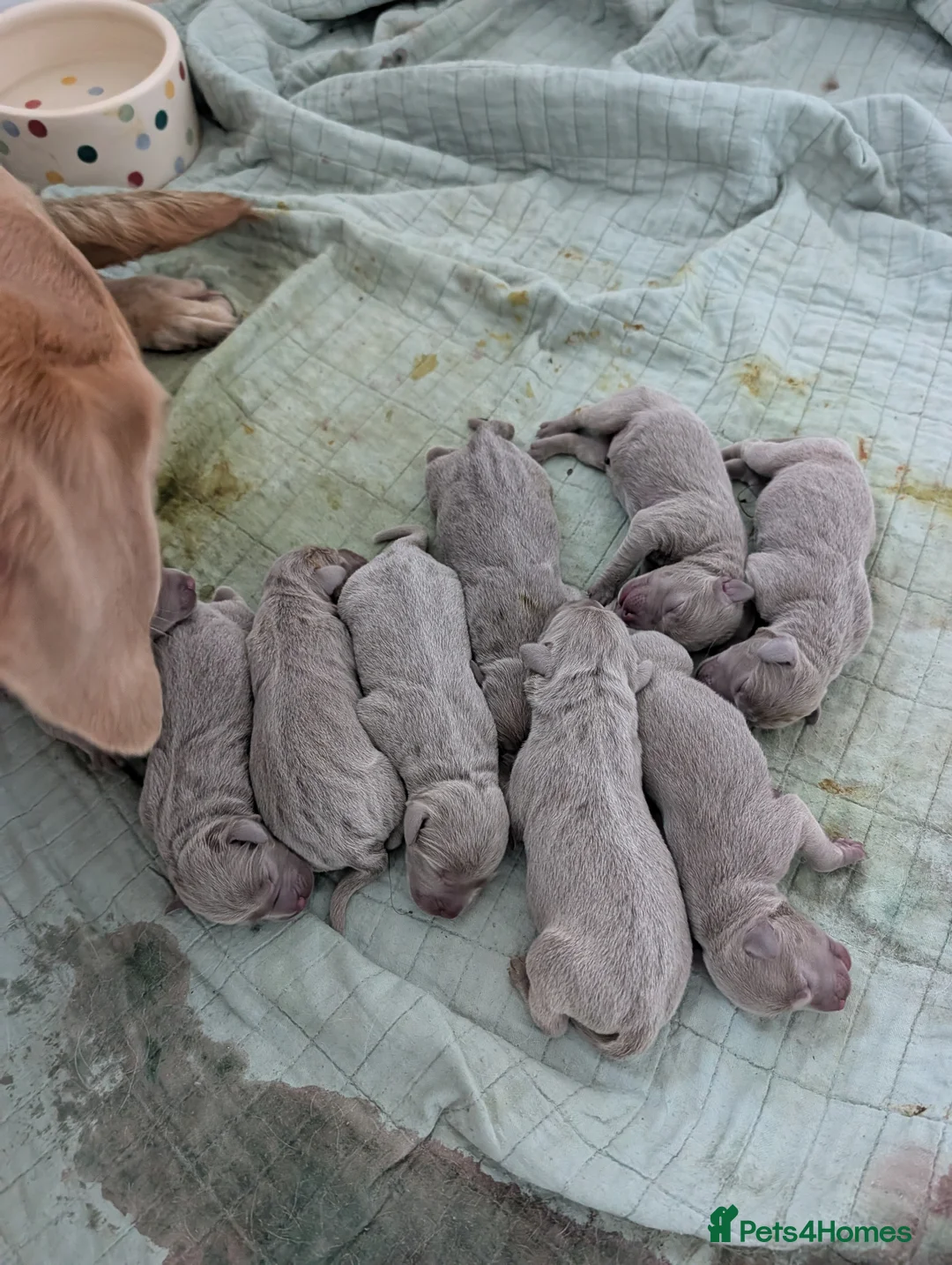 Labrador Retriever dogs for sale: Lovely Silver Labrador Puppies - home reared - Advert 1