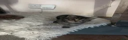 Mixed Breed cats for sale: Adorable mixed kittens for sale in Ashford - Advert 7