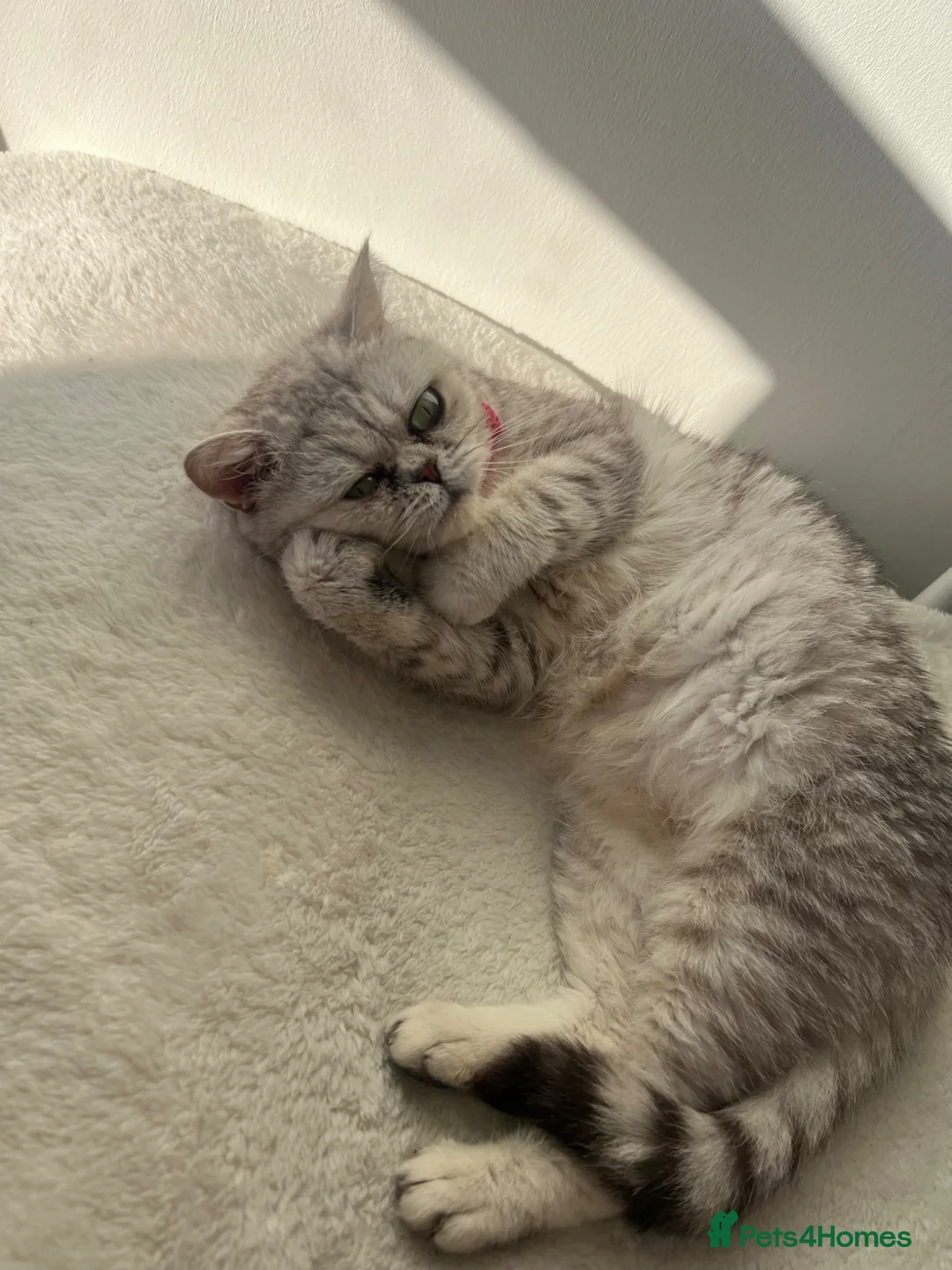 British Shorthair cats for sale: 2 year old British shorthair  - Advert 1