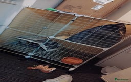 Guinea Pig rodents for sale: Guinea pigs for swaps - Advert 1