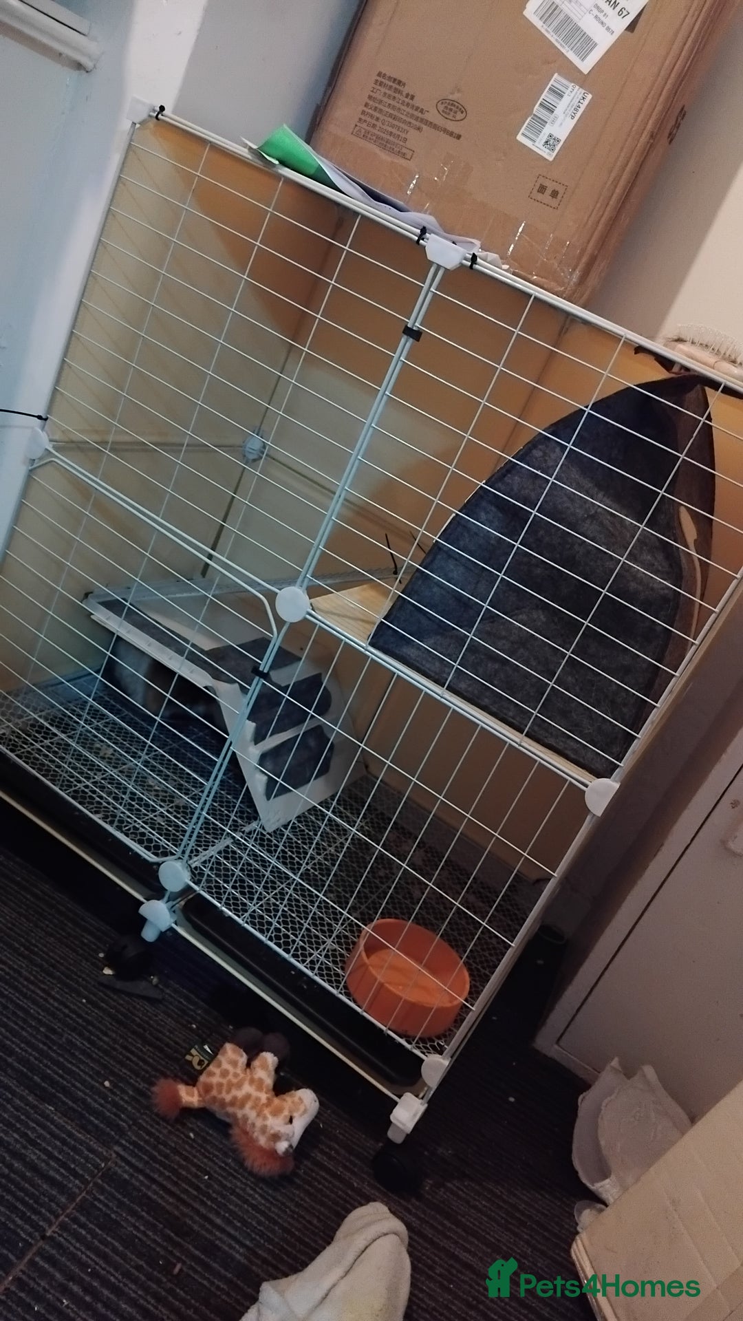 Guinea Pig rodents for sale: Guinea pigs for swaps - Advert 1