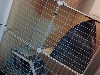 Guinea Pig rodents Guinea pigs for swaps - Advert 1