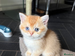 British Shorthair cats GCCF reg BSH Chocolate and Black Golden Kittens - Advert 5