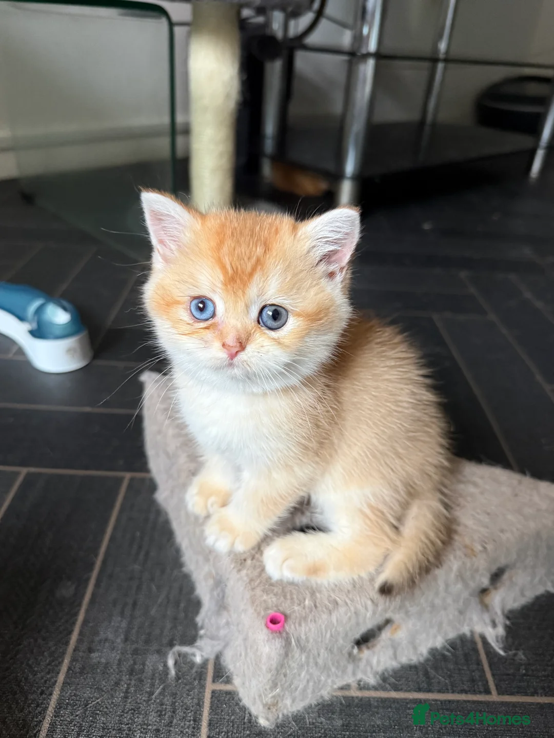 British Shorthair cats for sale: GCCF reg BSH Last Black Golden Female Kitten - Advert 3