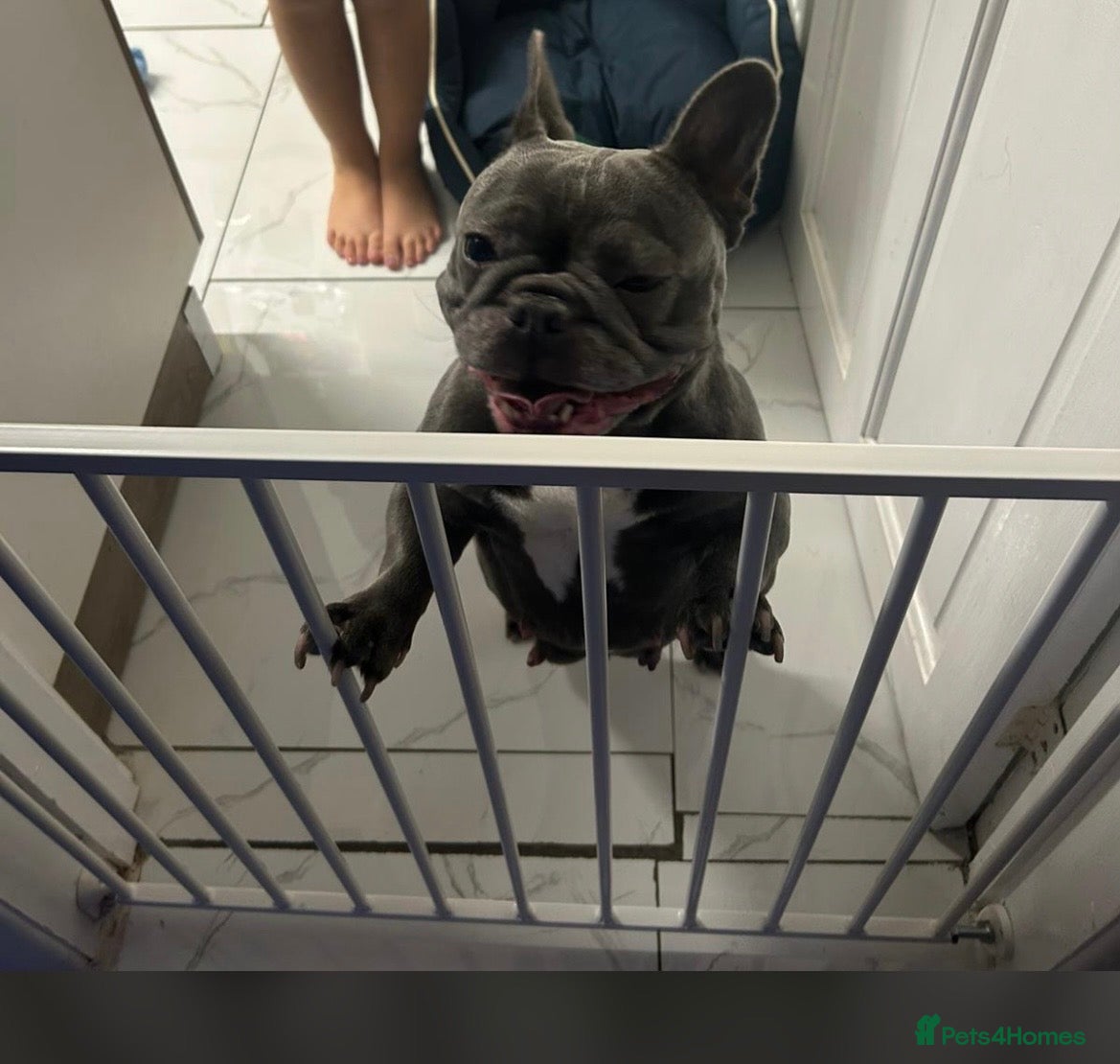 French Bulldog dogs French bulldog  - Advert 1