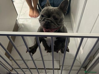 French Bulldog dogs French bulldog - Advert 1