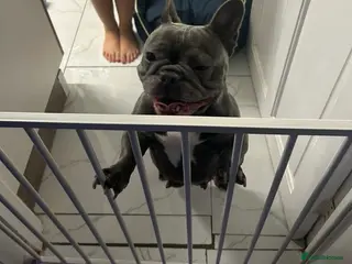 French Bulldog dogs French bulldog - Advert 2