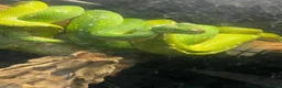 Python Snake reptiles for sale: PROVEN Breed pair CAPTIVE BRED Green Tree Pythons - Advert 5
