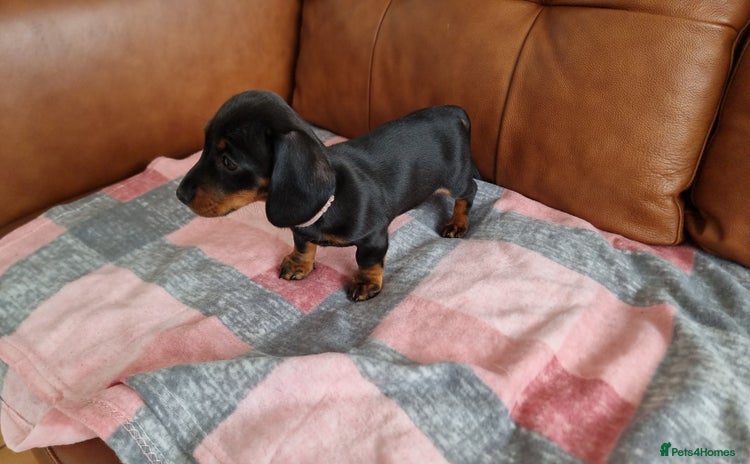 Miniature Dachshund dogs - Advert 1